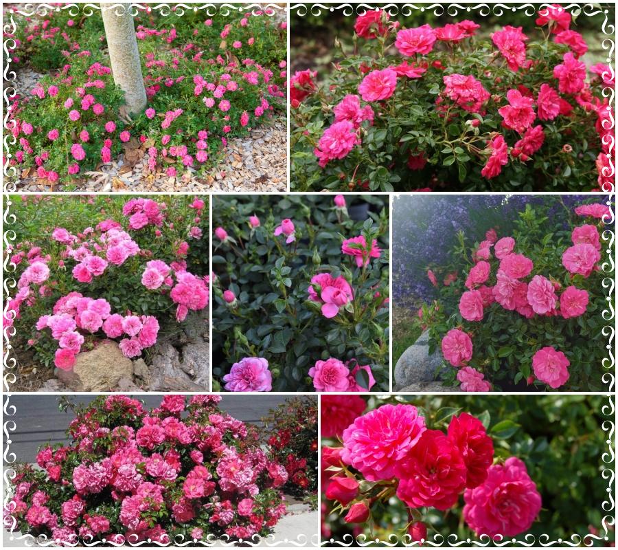 Knirps róże okrywowe